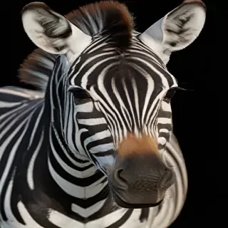 zebra png