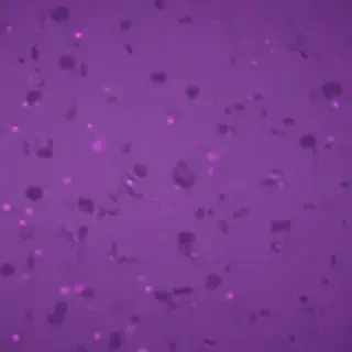 computer wallpaper purple