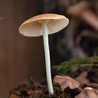 thin stemmed mushroom