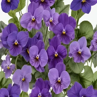 violets png
