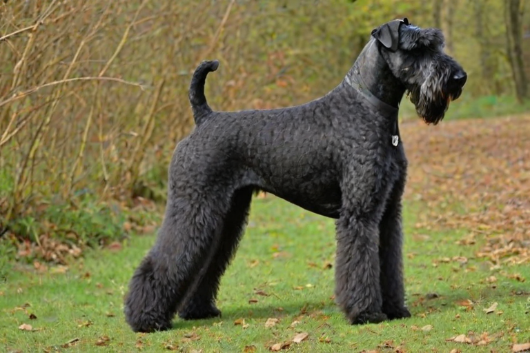 kerry blue terrier