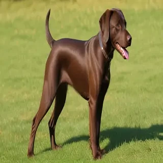 pudelpointer dog breed