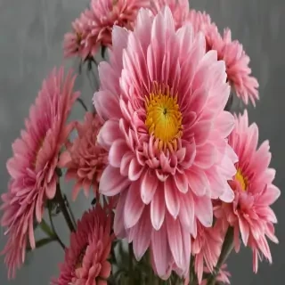 chrysanthemum png