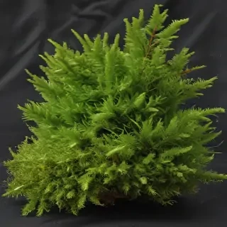 moss png