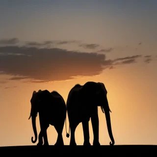 elephant silhouette