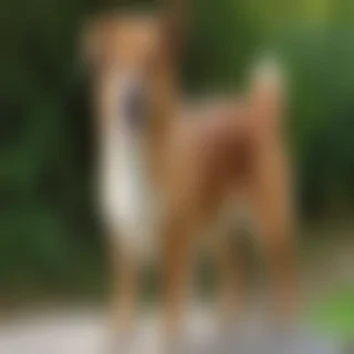 dorgi dog breed