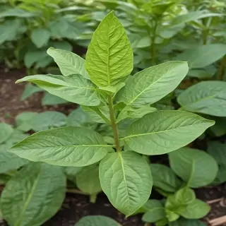 tobacco plant