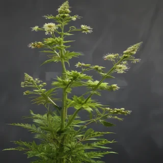 weeds png