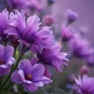 purple flowers background