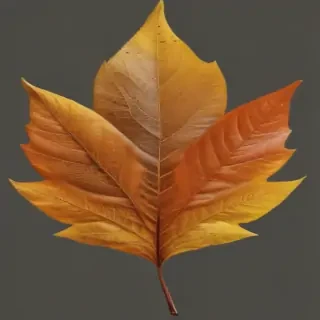 autumn leaf png