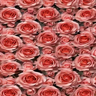 rose border
