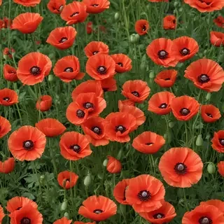 poppy flower