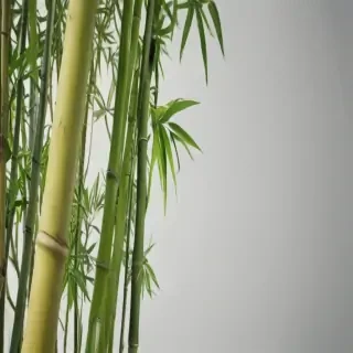 bamboo png