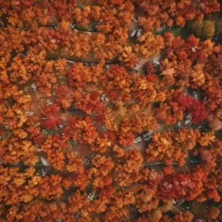 autumn background iphone