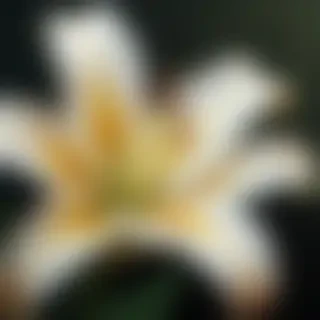 lily background
