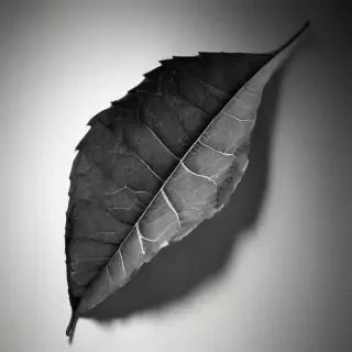 leaf in black and white