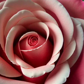 rose flower background