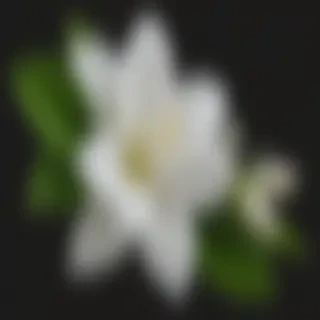 jasmine flower png