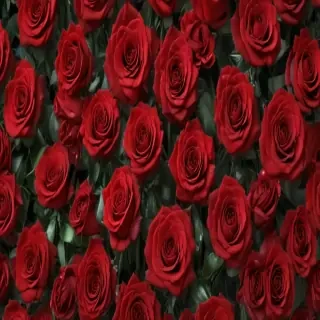 red roses aesthetic