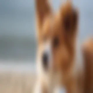 dog wallpaper cute