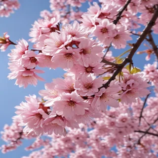 high resolution cherry blossom wallpaper