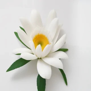 white background flower