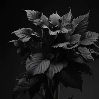 black aesthetic iphone wallpaper