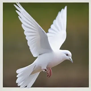 png dove