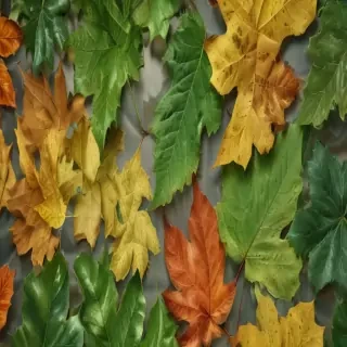 leaves transparent