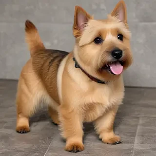 norwich terrier