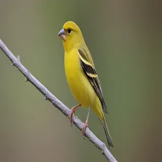 yellow finch
