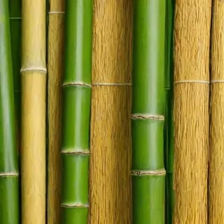 bamboo background