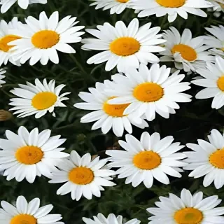 daisy desktop wallpaper