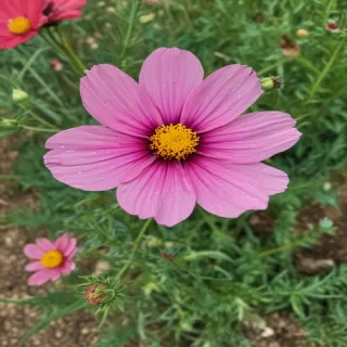 cosmos flower