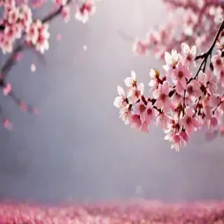 cherry blossom backround