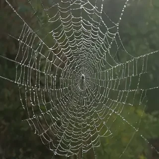 spiderweb