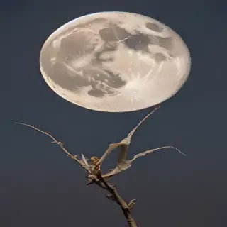 moon frawing
