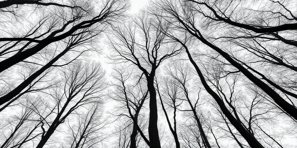 high contrast black and white image of bare trees from a low angle perspective, ISO 100, f/8, shutter speed 1/250, wide-angle lens, DSLR camera