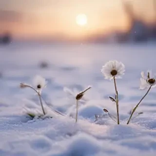 winter flower wallpaper background