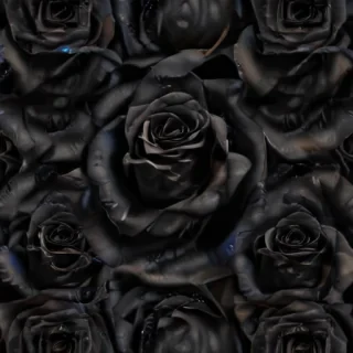black roses png