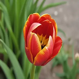 tulip flower