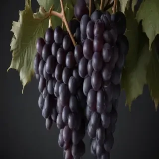 grape png