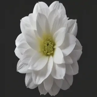 white flower png