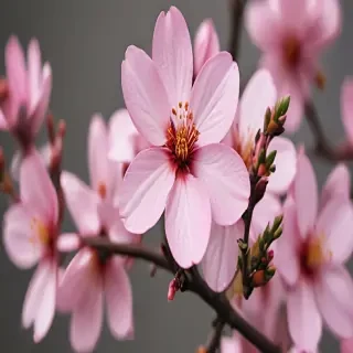 blossom png