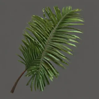 palm tree leaf png