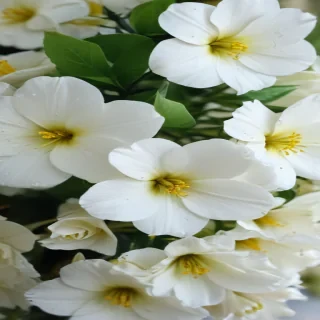 white flowers wallpaper iphone
