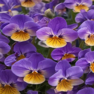violets png