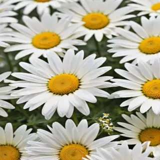aesthetic daisy wallpaper