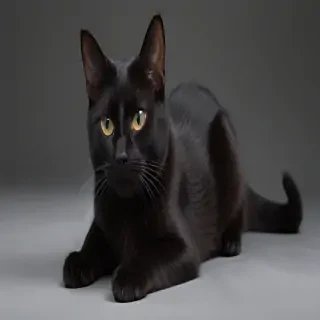 black cat png