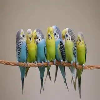 budgies